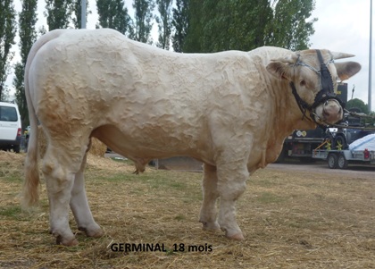 reproducteur charolais inscrit