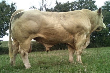 reproducteur charolais inscrit