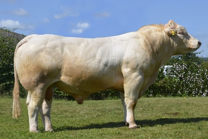 reproducteur charolais inscrit