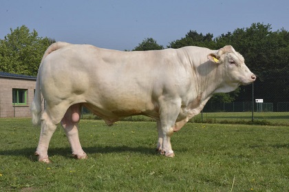 reproducteur charolais inscrit