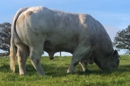 reproducteur charolais inscrit
