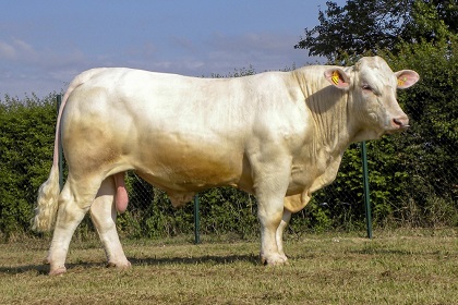 reproducteur charolais inscrit