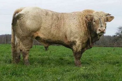 reproducteur charolais inscrit