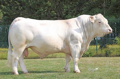 reproducteur charolais inscrit