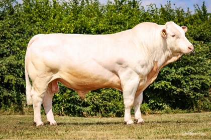 reproducteur charolais inscrit