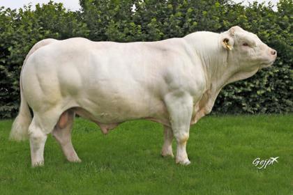 reproducteur charolais inscrit