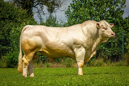 reproducteur charolais inscrit