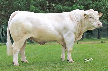 reproducteur charolais inscrit