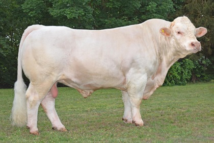 reproducteur charolais inscrit