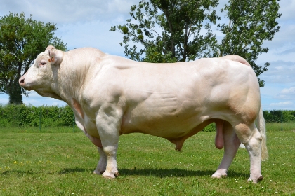 reproducteur charolais inscrit