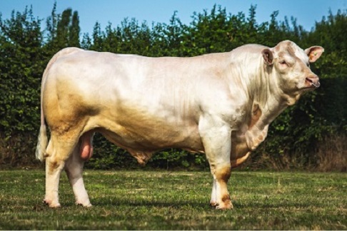 reproducteur charolais inscrit