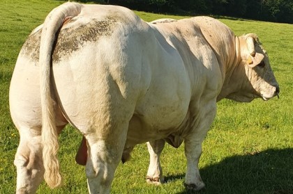 reproducteur charolais inscrit
