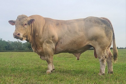 reproducteur charolais inscrit