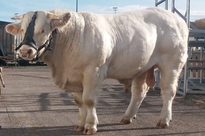 reproducteur charolais inscrit