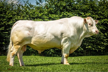 reproducteur charolais inscrit