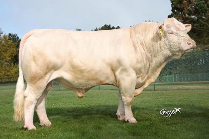 reproducteur charolais inscrit