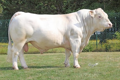 reproducteur charolais inscrit