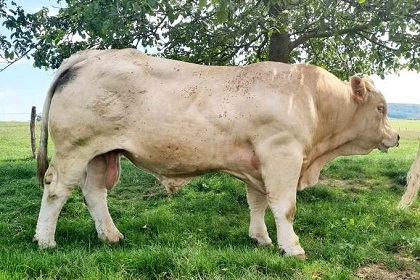 reproducteur charolais inscrit