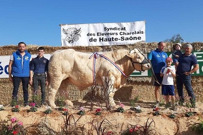 reproducteur charolais inscrit