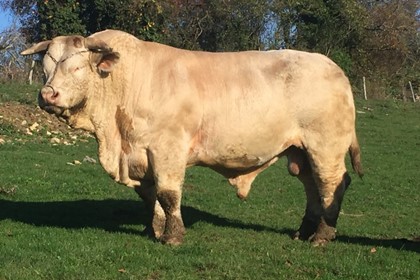 reproducteur charolais inscrit
