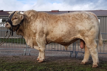 reproducteur charolais inscrit