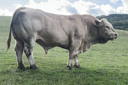 reproducteur charolais inscrit