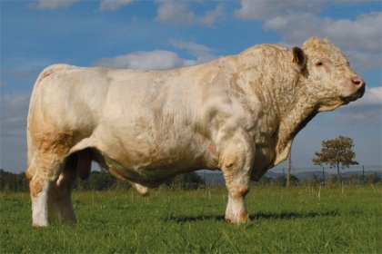 reproducteur charolais inscrit