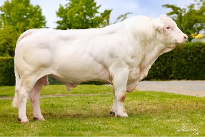 reproducteur charolais inscrit