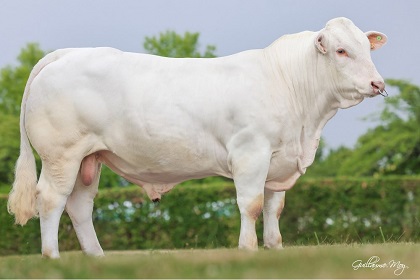 reproducteur charolais inscrit