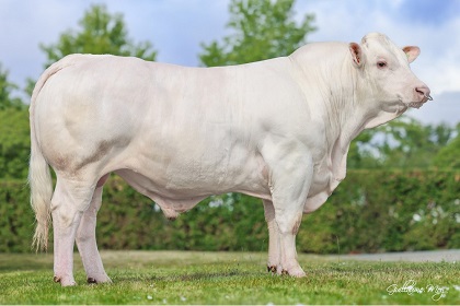reproducteur charolais inscrit