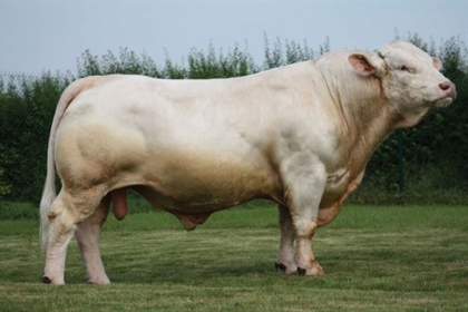 reproducteur charolais inscrit