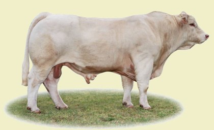 reproducteur charolais inscrit