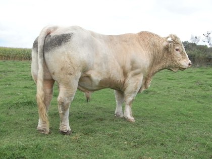 reproducteur charolais inscrit