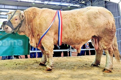 reproducteur charolais inscrit