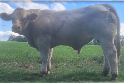reproducteur charolais inscrit