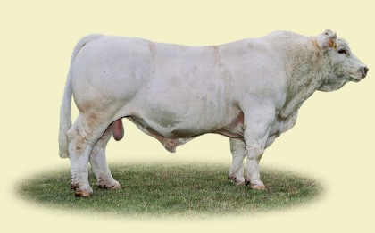 reproducteur charolais inscrit