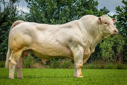 reproducteur charolais inscrit