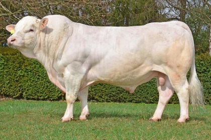 reproducteur charolais inscrit