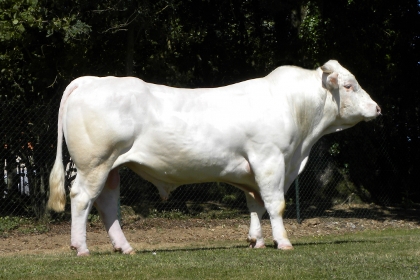 reproducteur charolais inscrit