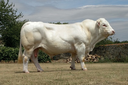 reproducteur charolais inscrit