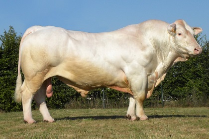reproducteur charolais inscrit