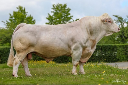 reproducteur charolais inscrit