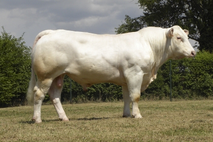 reproducteur charolais inscrit