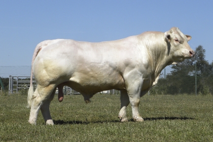 reproducteur charolais inscrit