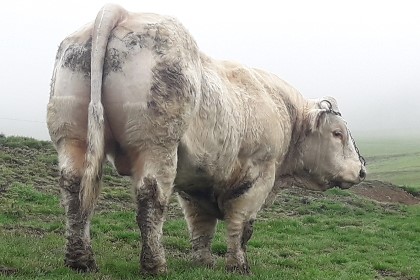reproducteur charolais inscrit