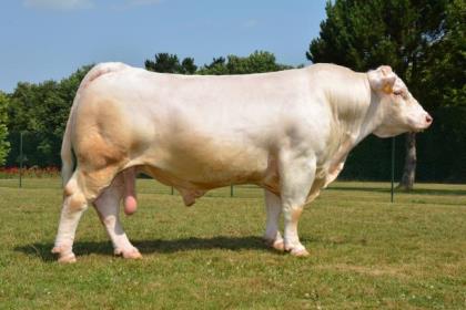 reproducteur charolais inscrit