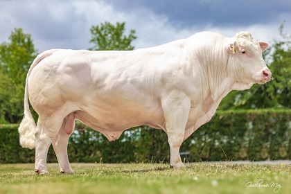 reproducteur charolais inscrit