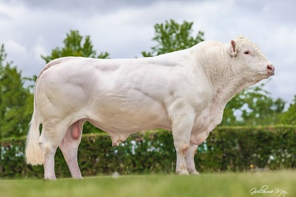 reproducteur charolais inscrit