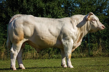 reproducteur charolais inscrit