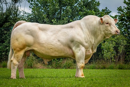 reproducteur charolais inscrit